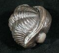 Amazing Enrolled Silica Eldredgeops Trilobite #5517-1